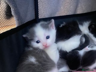 Mixed Breed cats Beautiful fluffy kittens- 2 left - Advert 7