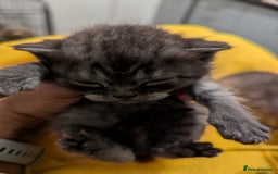 British Shorthair cats for sale:  🐾 BSH Blue,Chocolate& Tabby– Whiskers Kittens 🐾 - Image 8