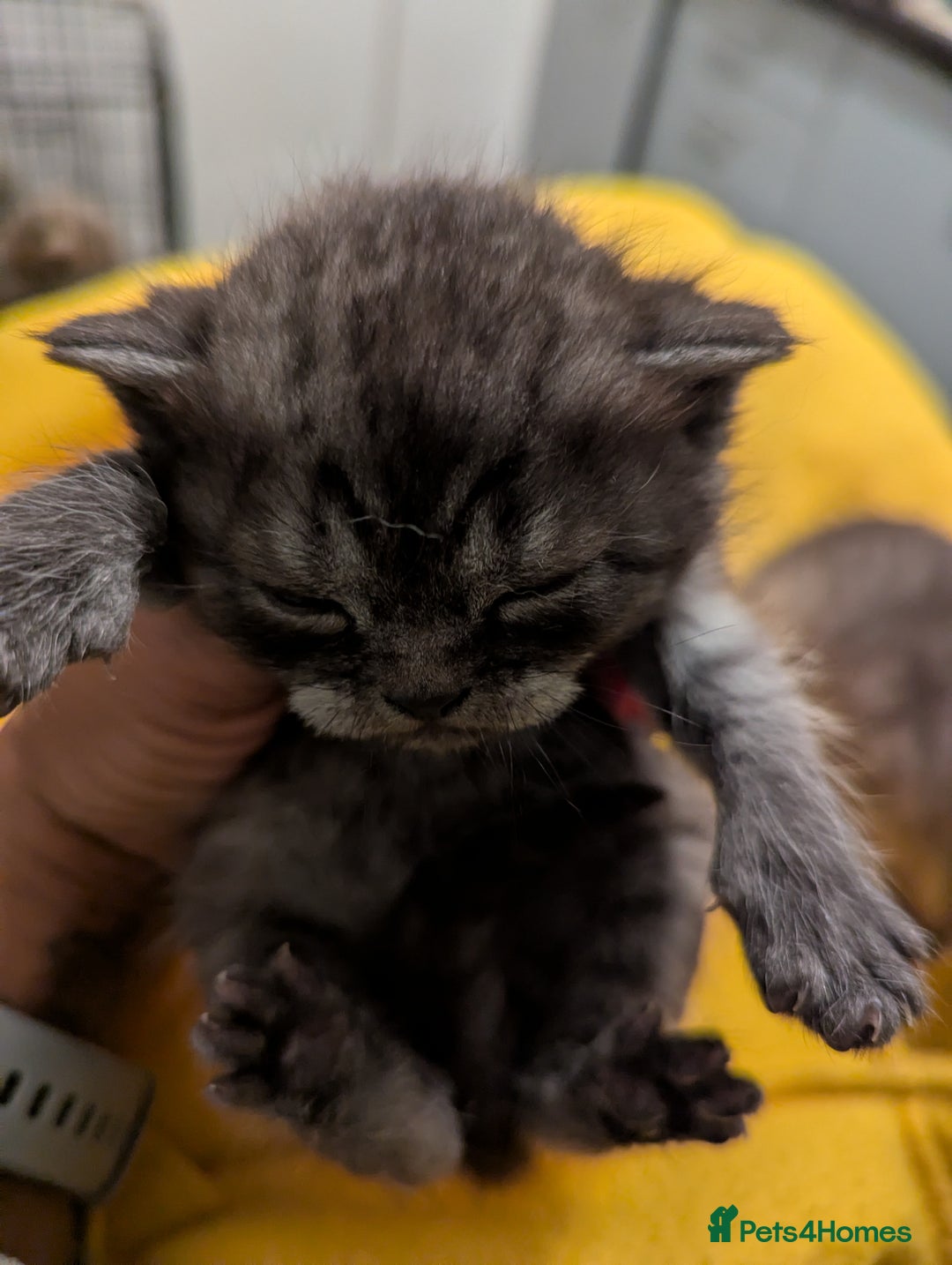 British Shorthair cats for sale:  🐾 BSH Blue,Chocolate& Tabby– Whiskers Kittens 🐾 - Image 8