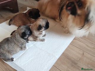 Pekingese dogs Pekingese puppies. Eastbourne - Advert 1