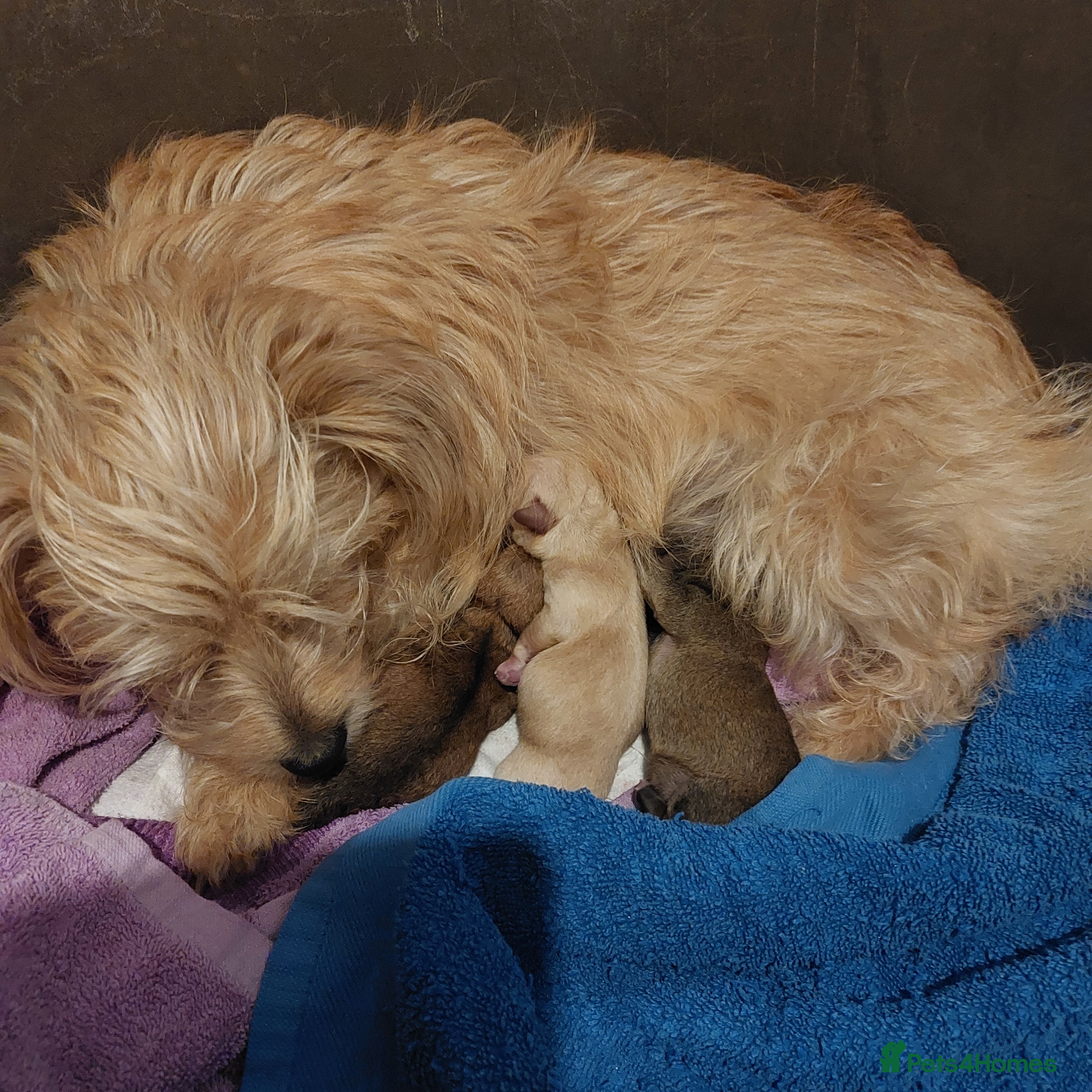 Jackapoo dogs JACKANORRIPOOS - Advert 2