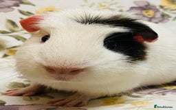 Guinea Pig rodents for sale: Beautiful mix of baby male Guineapigs  - Advert 10