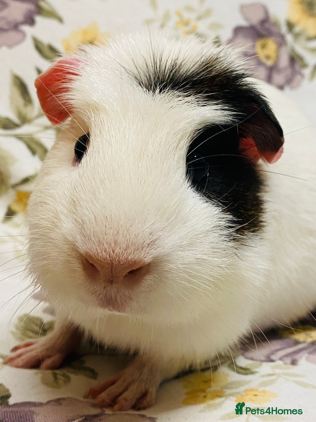 Guinea Pig rodents for sale: Beautiful mix of baby male Guineapigs  - Advert 10