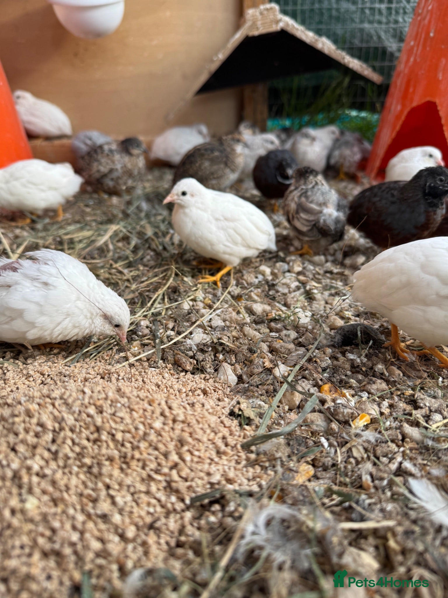 Quail poultry Adult Button quails - Advert 3