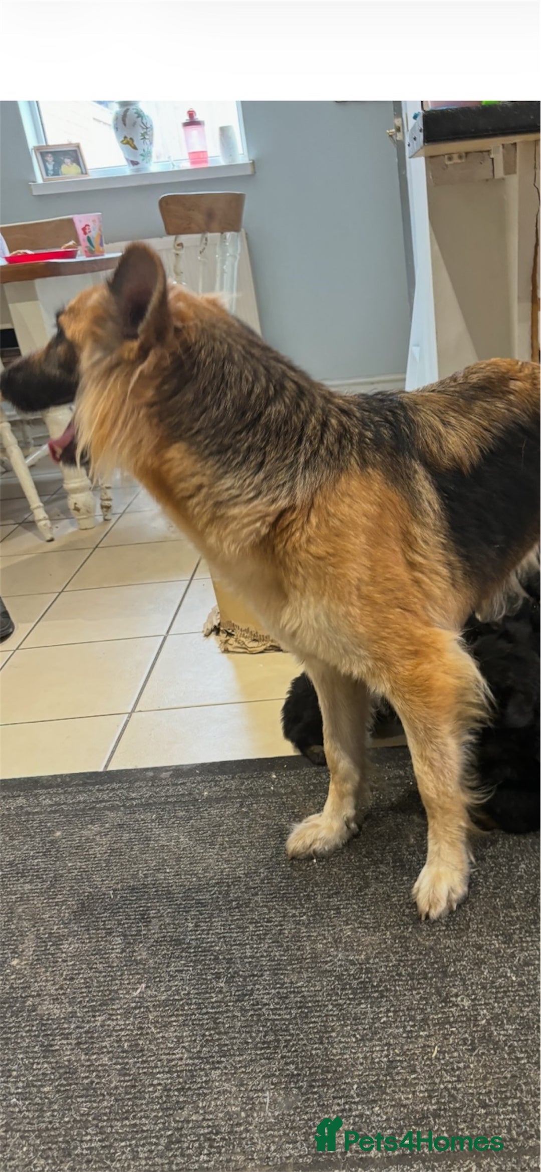 German Shepherd dogs for sale: KC White & Black&Tan German Shepherd Females!👀🏡 - Advert 6