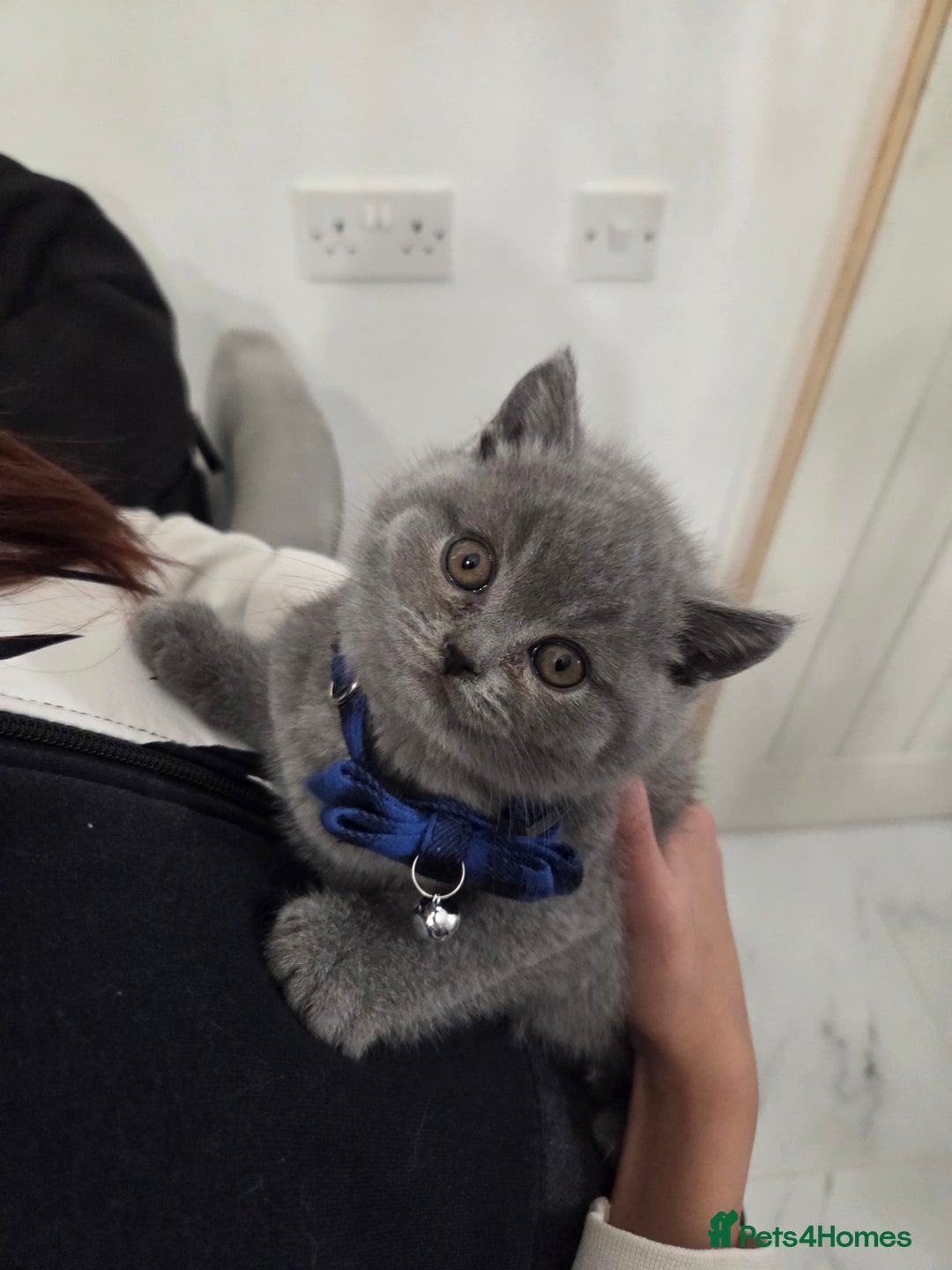 British Shorthair cats for sale:  Pedigree Blue british shorthair kittens - Advert 5