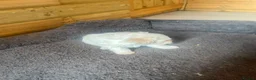 Mixed Breed dogs for sale: Bichone Frise 3 boys one girl  - Advert 11