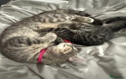 Mixed Breed cats for sale: Bengal cross male kitten 9 weeks old  - Advert 5