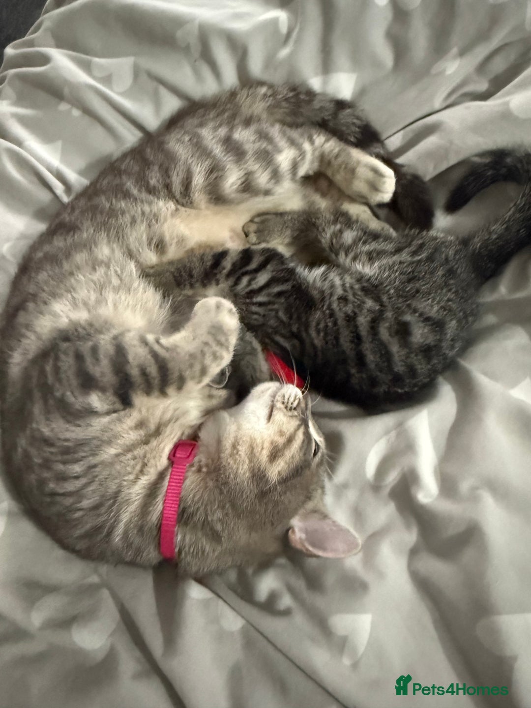 Mixed Breed cats for sale: Bengal cross male kitten 9 weeks old  - Advert 5