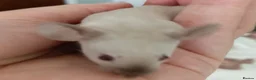 Mouse rodents for sale: Baby Siamese mice for sale 6wks old  - Advert 3