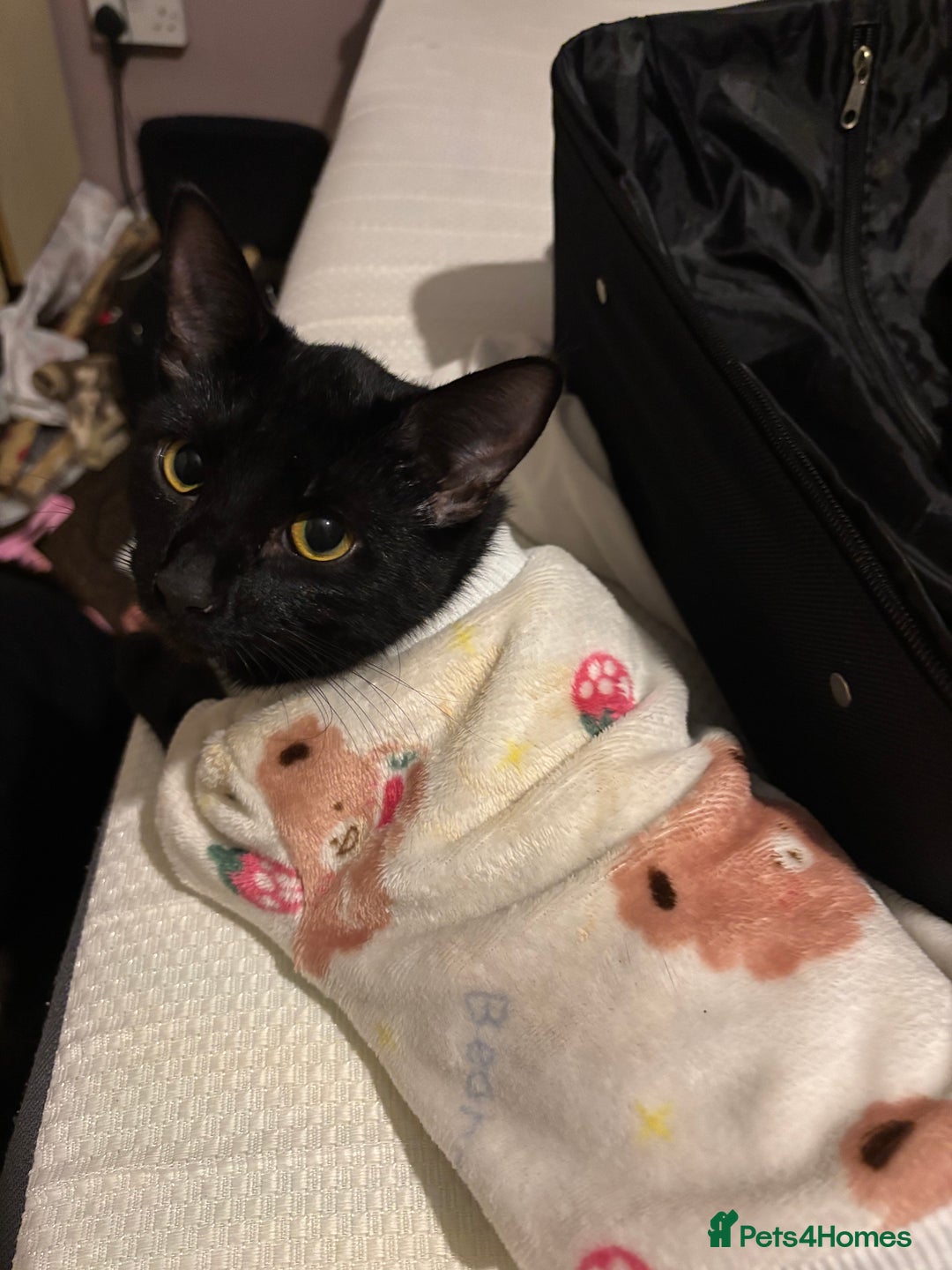 Bombay cats for sale: 3 black cats for sale - Advert 1