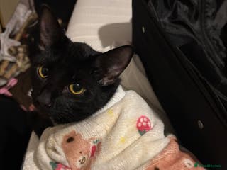 Bombay cats 3 black cats for sale - Advert 1