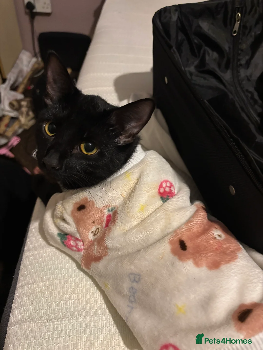 Bombay cats for sale: 2 male black cats for sale (12 weeks old) - Advert 1