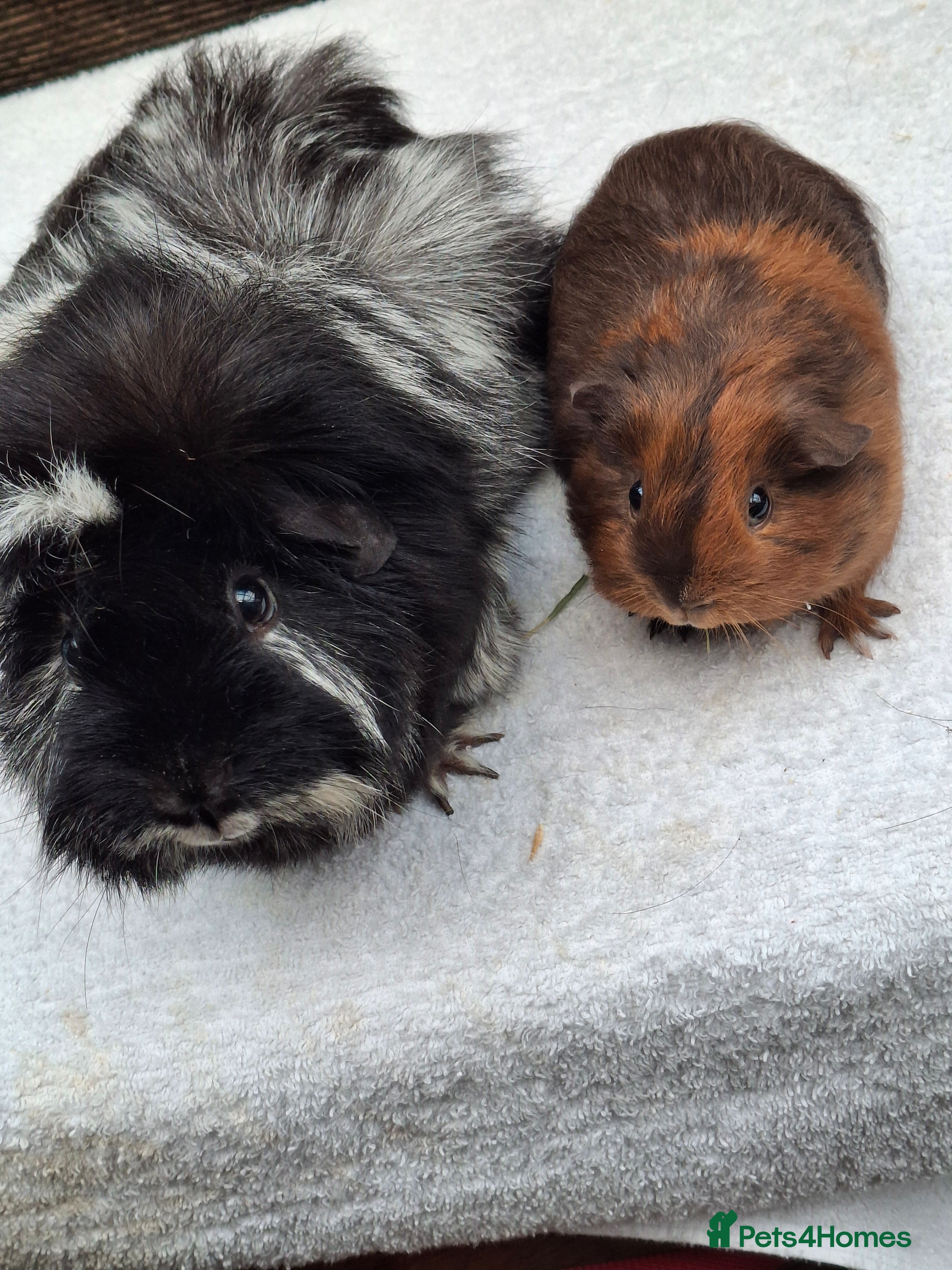 Guinea Pig rodents Baby and Adult  Female  Guineapigs  - Advert 8