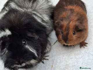 Guinea Pig rodents Baby and Adult Female Guineapigs - Advert 8