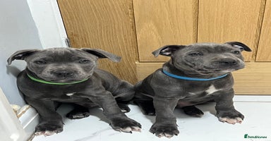 Staffordshire Bull Terrier dogs - Advert 1