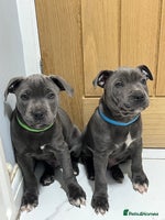 Staffordshire Bull Terrier dogs - Advert 1