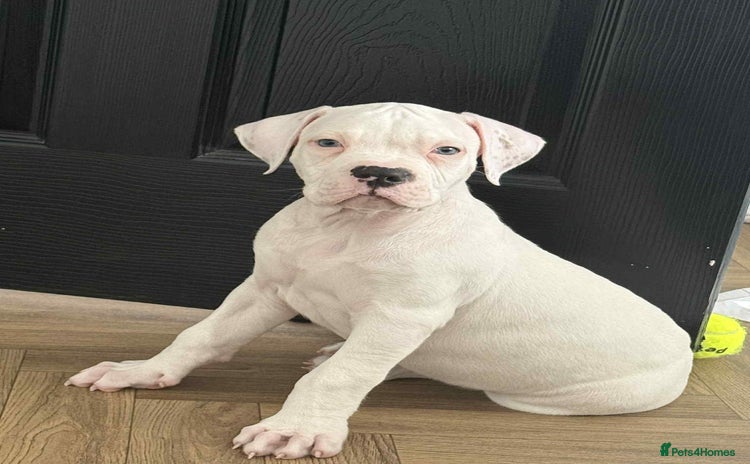 American Bulldog dogs - Advert 10