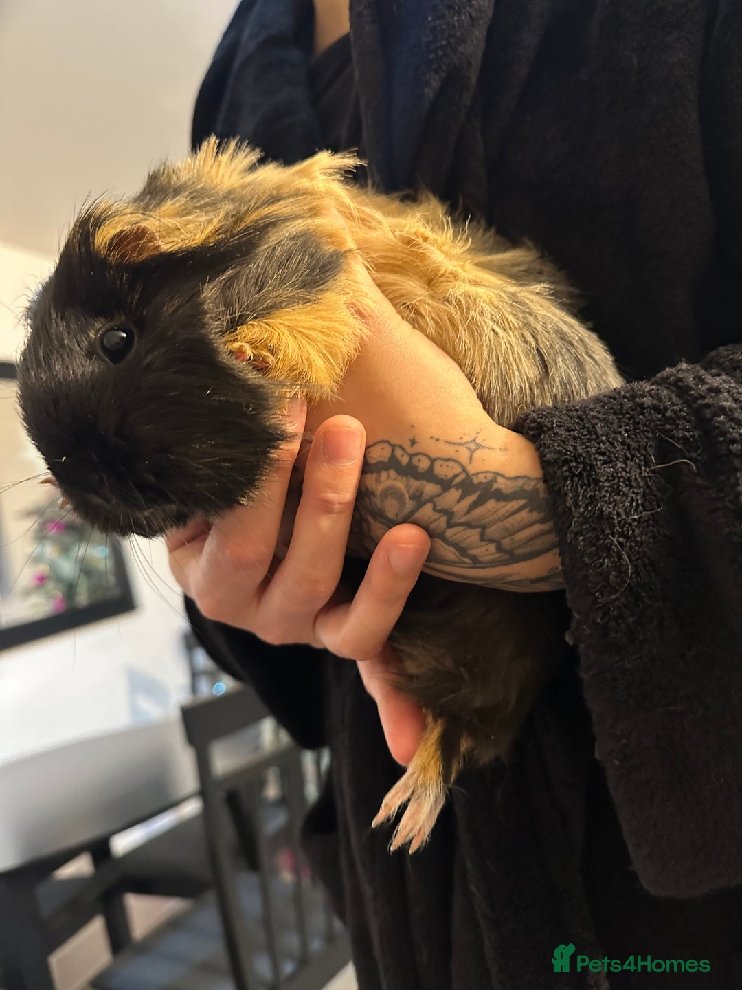 Guinea Pig rodents for sale: Free to a good home - Advert 3