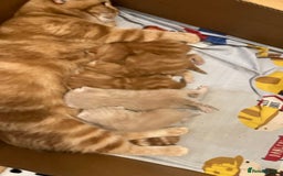 British Shorthair cats for sale: Rare colors British Shorthair kittens - Image 2