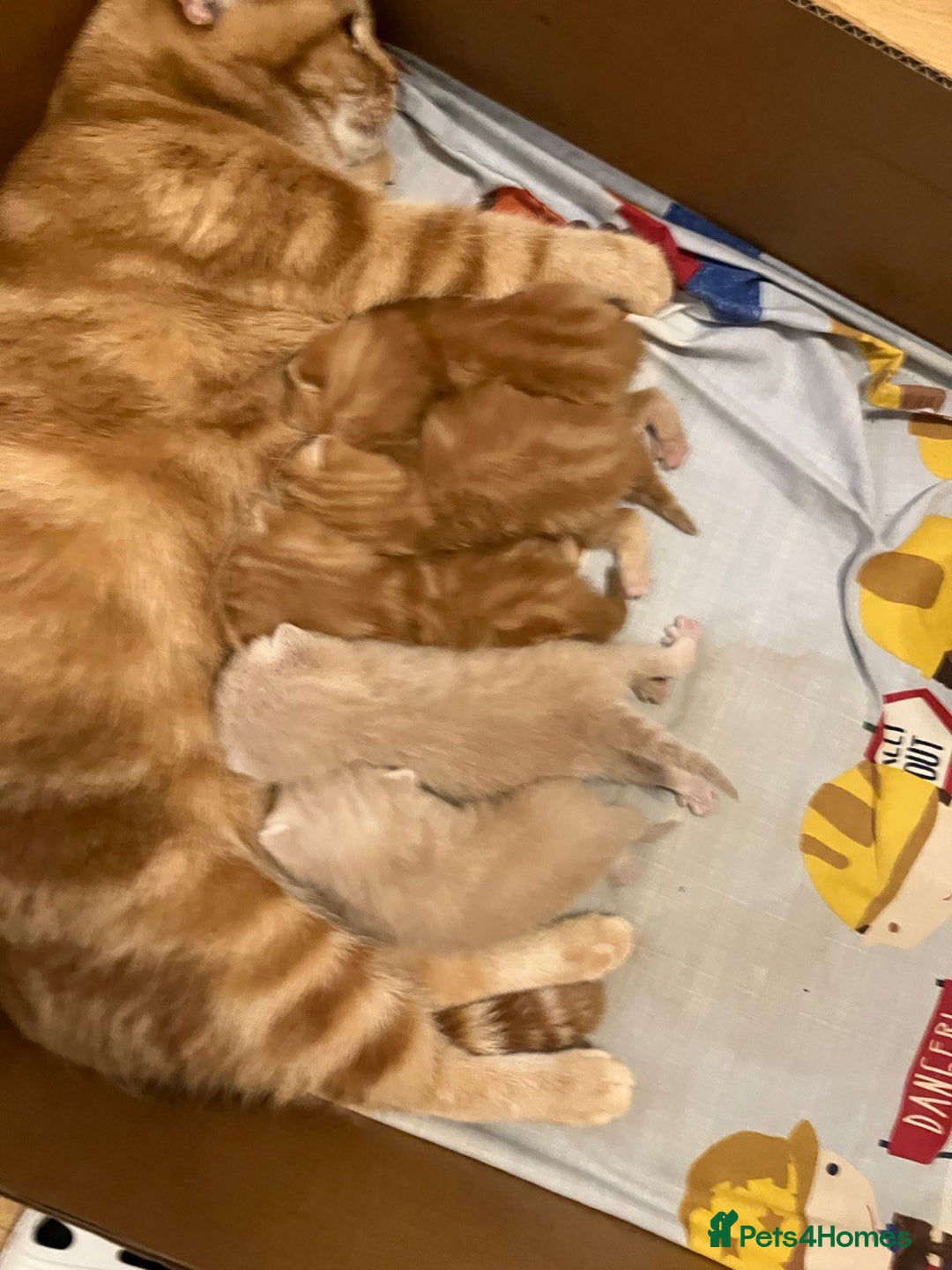 British Shorthair cats for sale: Rare colors British Shorthair kittens - Image 2
