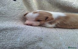 Mixed Breed dogs for sale: Spanish jack Russell (bodeguero) x border collie - Image 25