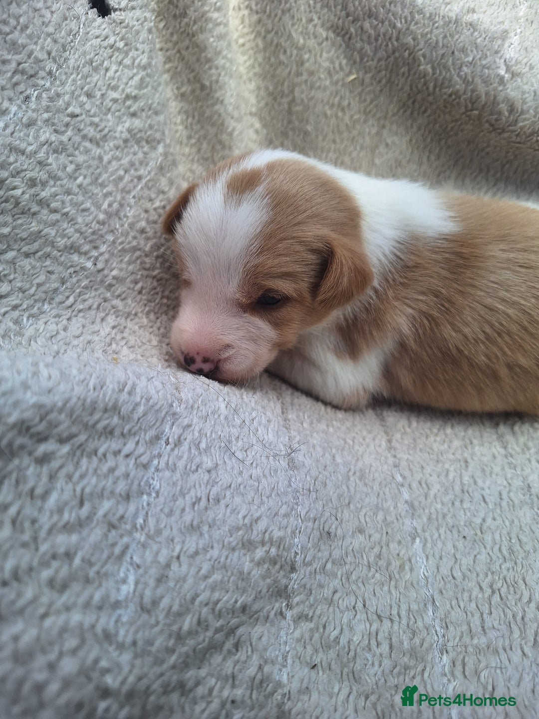 Mixed Breed dogs for sale: Spanish jack Russell (bodeguero) x border collie - Image 25
