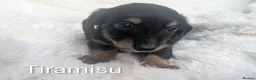 Miniature Dachshund dogs for sale: READY THIS WEEKEND 🏆Russian Champion lines  - Advert 22