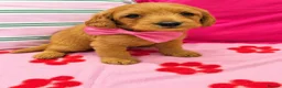 Labradoodle dogs for sale: Miniature labradoodles - Advert 7