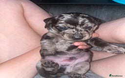 Dachshund dogs for sale: Beautiful Merle Dachshund Puppies - Image 10