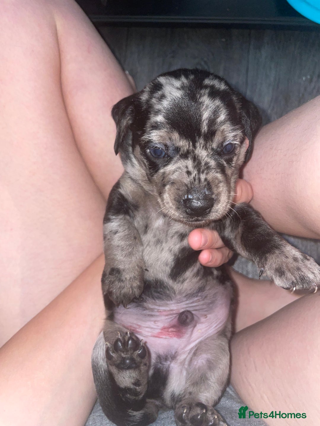 Dachshund dogs for sale: Beautiful Merle Dachshund Puppies - Image 10