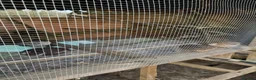 Quail poultry for sale: Coturnix Quail | Hatching Eggs, Day Olds & Older - Advert 3