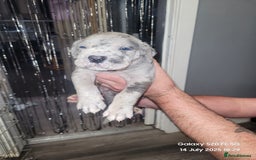 Cane Corso dogs for sale: Look 👀 absolutely stunning cane corso. - Image 12