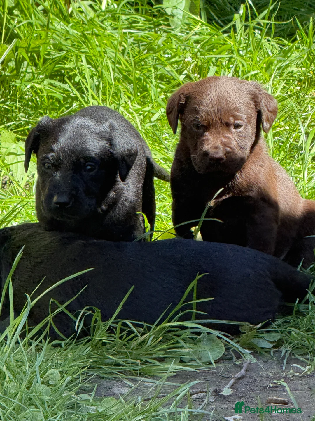 Labrador Retriever dogs for sale: Beautiful Labrador puppies  in Southampton - Advert 12