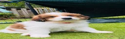 Mixed Breed dogs for sale: Golden Doodle X Pyrenees Puppies Ready next week.  - Advert 29