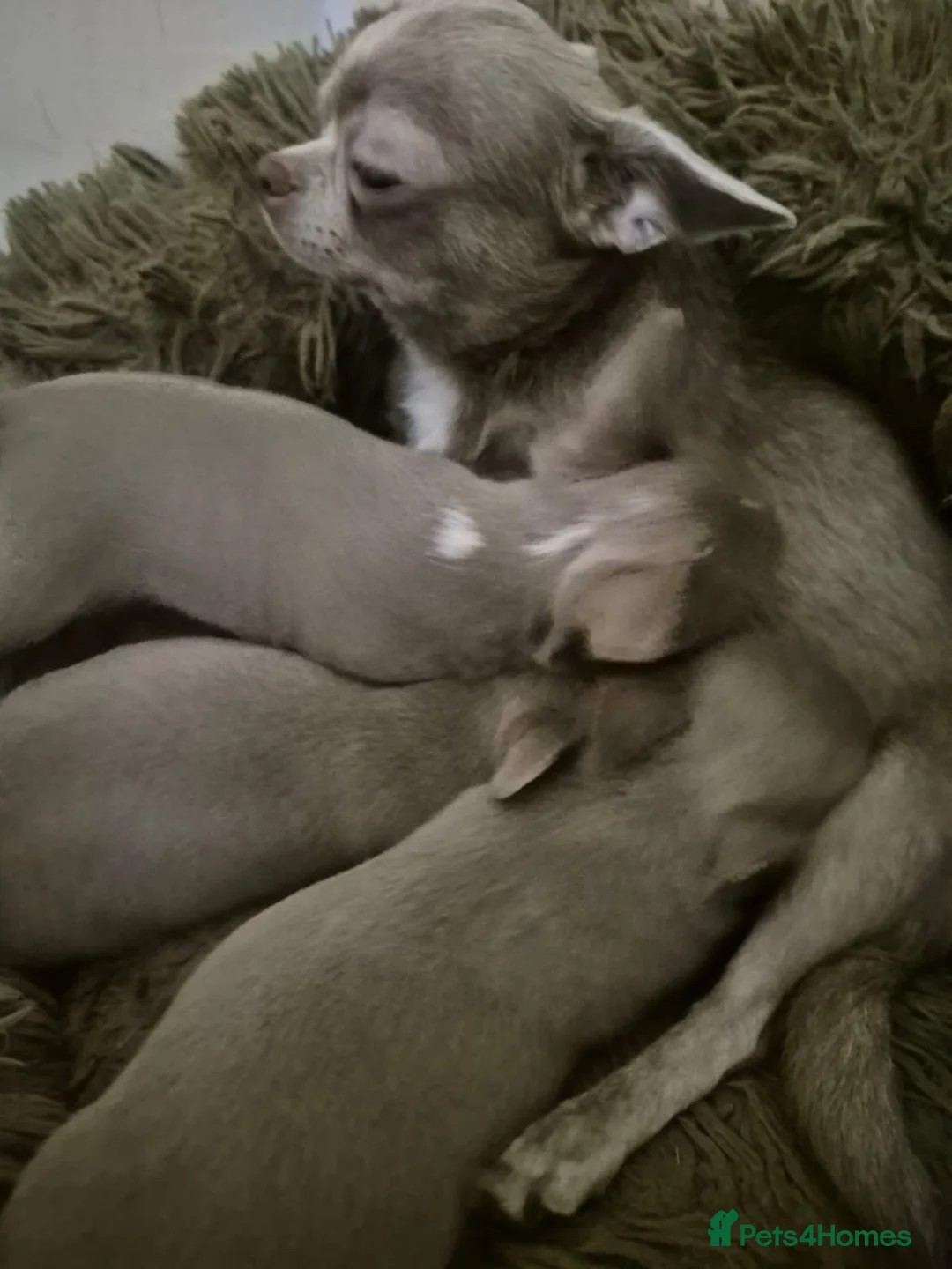 Chihuahua dogs for sale: 💜KC Reg Lilac Chihuahua Puppies 💜 - Advert 2