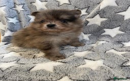 Pomeranian dogs for sale: Pomeranian puppies - Image 23