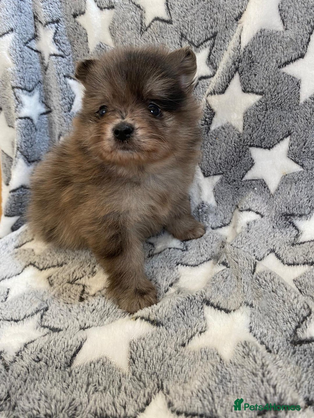 Pomeranian dogs for sale: Pomeranian puppies - Image 23