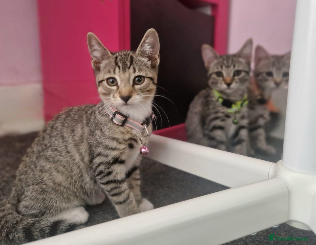 Mixed Breed cats for sale: Adorable kittens in London(SE18)😻💓😻 - Image 7