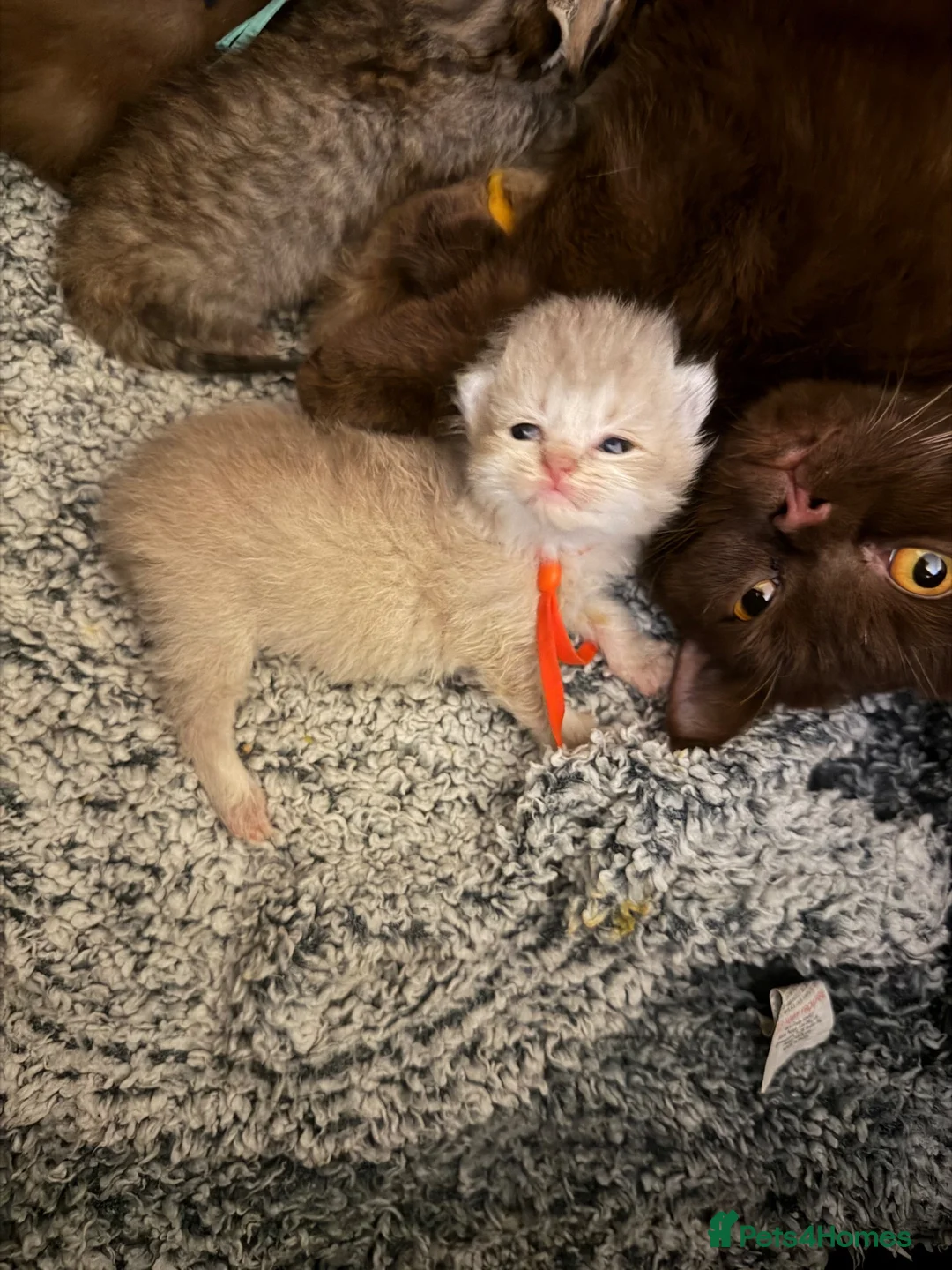 British Shorthair cats for sale: British shorthair  - Advert 1