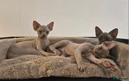 Devon Rex cats for sale: One Liliac boy available in Manchester - Image 7