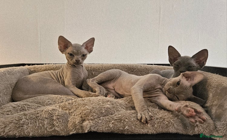 Devon Rex cats - Advert 1
