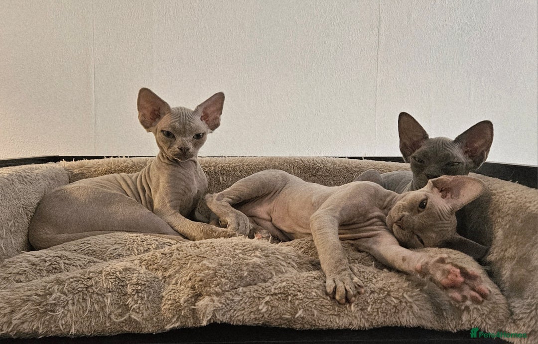 Devon Rex cats for sale: One Liliac boy available in Manchester - Image 7