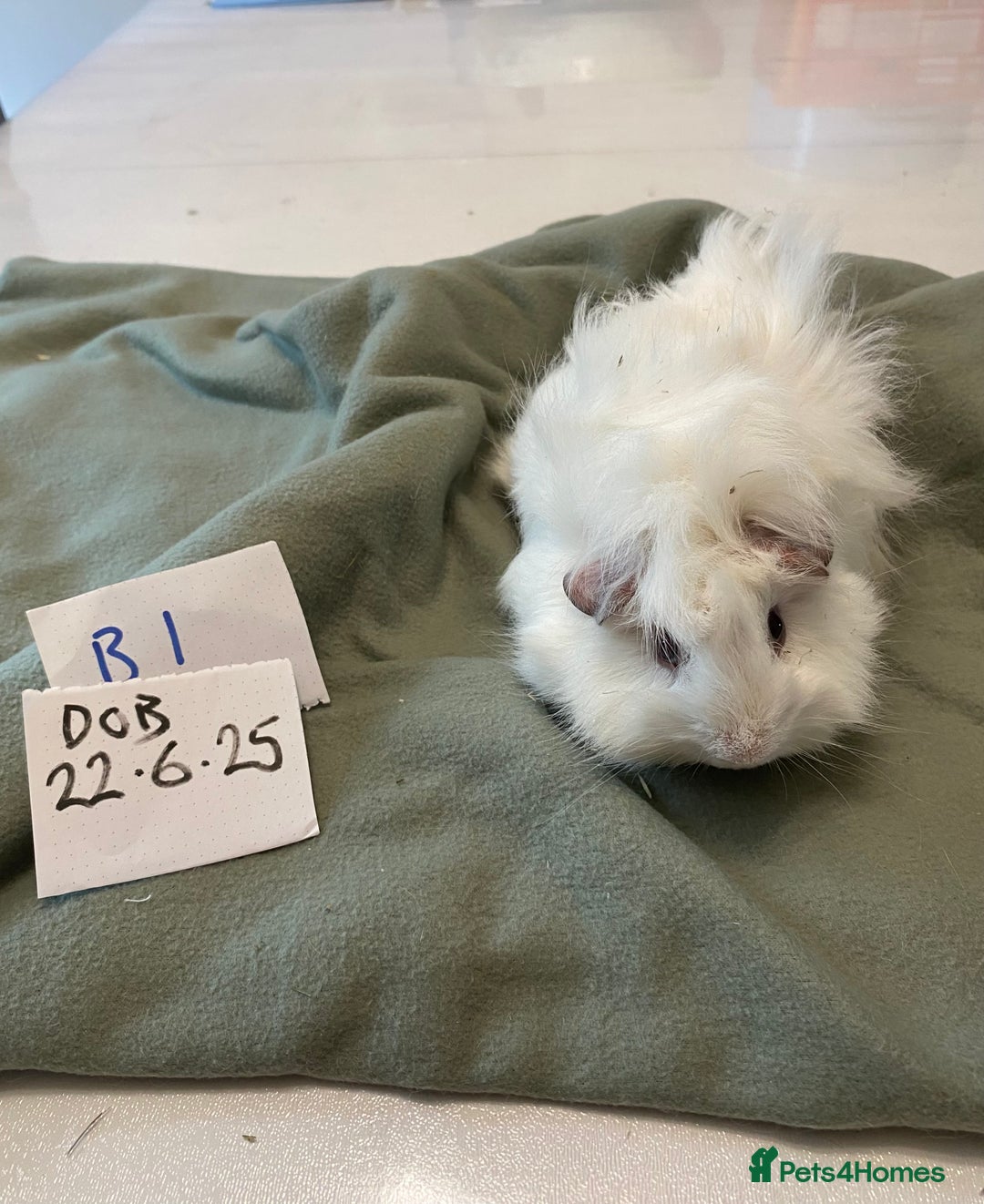 Guinea Pig rodents for sale: Lovely litter of funky haired Guinea pigs - Image 5