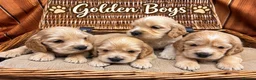 Cocker Spaniel dogs for sale: KC Registered Quality Show Type Cocker Spaniel  - Advert 5