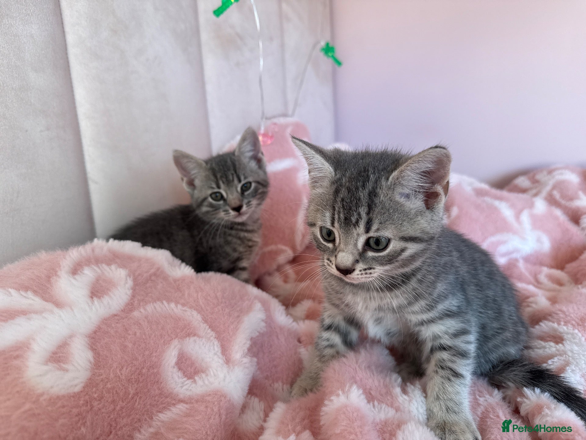 Mixed Breed cats Two stunning girls - Advert 4