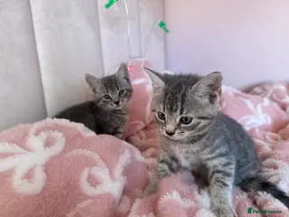Mixed Breed cats Two stunning girls - Advert 4