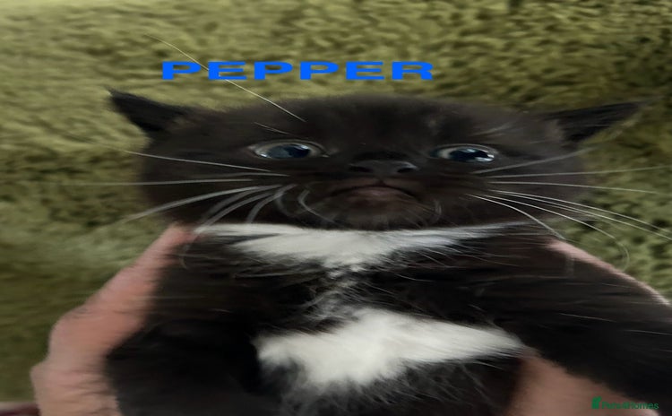 Himalayan cats - Advert 1