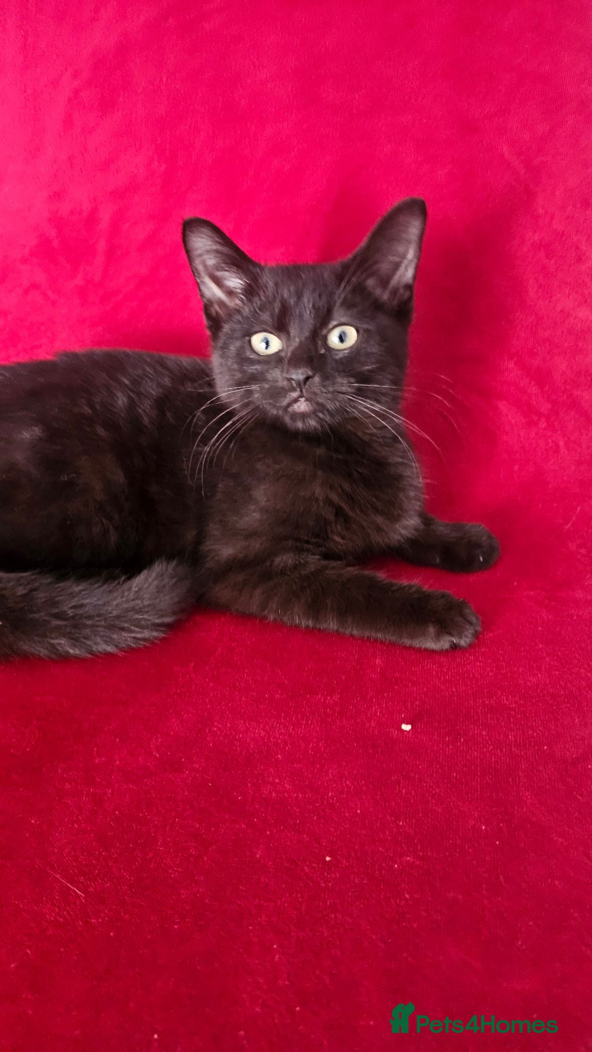 Mixed Breed cats 😻 **Discount today*** lovely kittens ❤️😻  - Advert 2