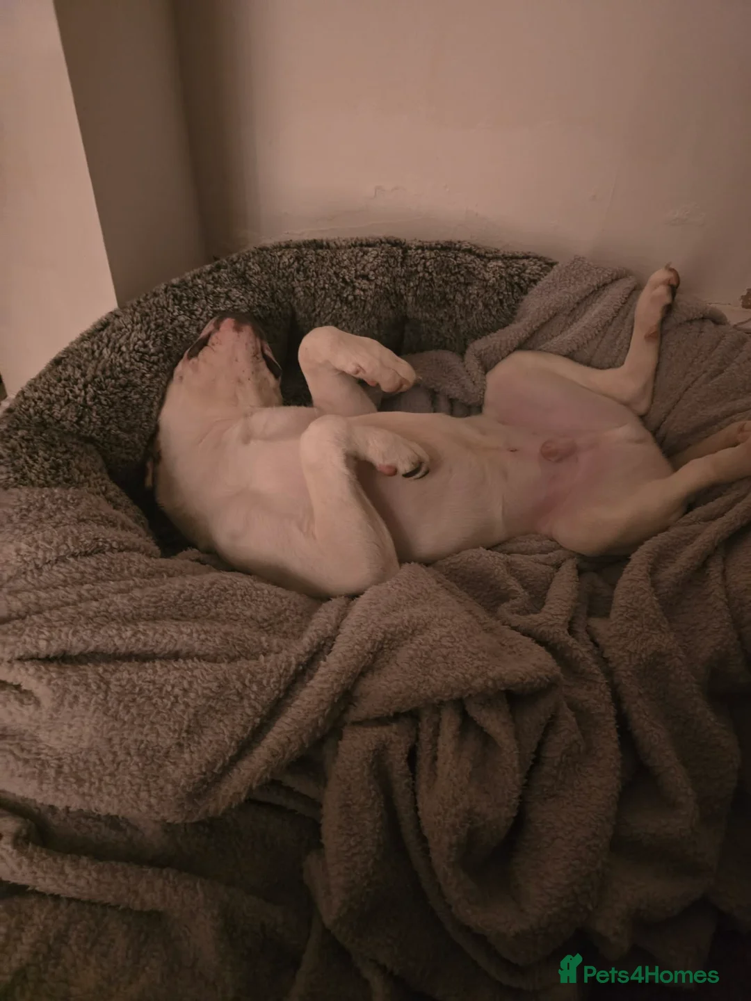 Mixed Breed dogs for sale: Staffy Mixed Breed. - Advert 3